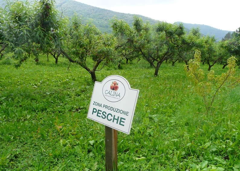 Filari di peschi